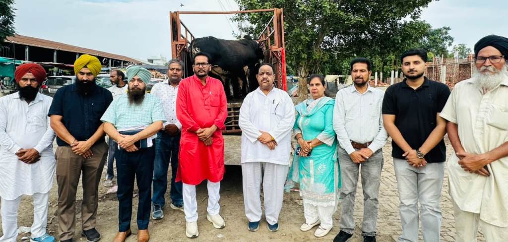 Special campaign continues in Sunam to remove stray cattle from roads over 115 cattle moved to gaushalas in 10 days